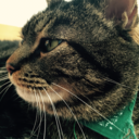 not-without-my-cat avatar