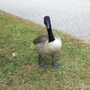 notafraidofamouse avatar