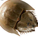 notanatlantichorseshoecrab avatar