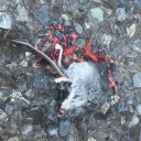 notandreweldritch avatar