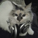 notcatseatheadrest avatar