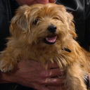 notcorrectemmerdalequotes avatar