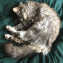 notecollections avatar