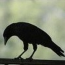 notforallmarkets avatar