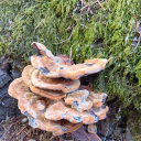 notfromthisworldsg avatar