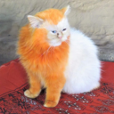 notgreat avatar