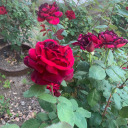 noth1ngtoseehere avatar