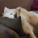 nothingbutalgae avatar