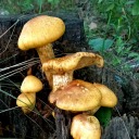 nothingmuchjustnothing avatar