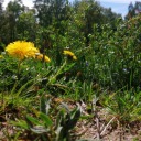 nothingmuchsoever avatar