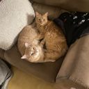 nothoughtsjust-vibes avatar