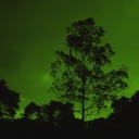 notinthislife50 avatar