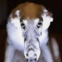 notmuhsilmarilz avatar