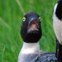 notmychildren avatar