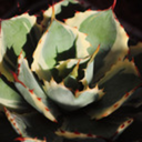 notmymorphons avatar