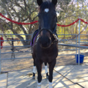 notquitehorseless avatar