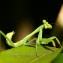 notsoprayingmantis avatar