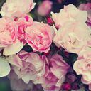 notthegreekgoddess avatar