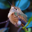 notveryflamboyantofyou avatar