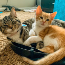 notyouraveragebitchh avatar