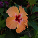 nous-contre-eux avatar