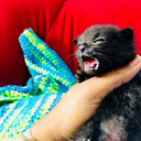 nova-loves-cats avatar