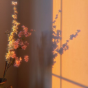 novas-own-space avatar