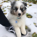 novathesheltie avatar