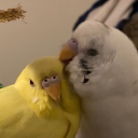 novembudgie avatar