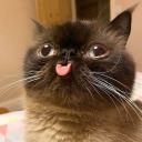 noventa-gramos-de-mi-alma avatar