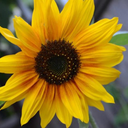 nowarpeacelove avatar