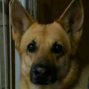 nowarunightstar avatar