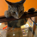 nowboardingrape avatar