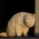 nowenteringthemadness avatar