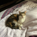 nowhipcreamandcherry avatar