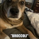 nowonedidsomthing avatar