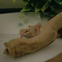 nubbinsthegecko avatar