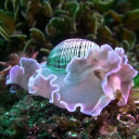 nudibranchlvr222 avatar