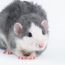 nullednovelty avatar