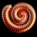 number-1-millipede-fan avatar