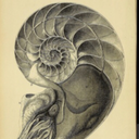 numbernine1972 avatar