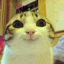 numberonekittyface avatar