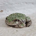 numberoneturtlegiver avatar