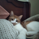 numerous-bees avatar