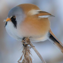 numerouscacti avatar