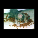 nunca-fuiste-real avatar