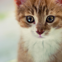 nunca-me-deixou avatar