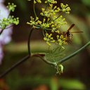 nunca-suficiente avatar