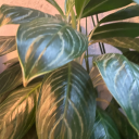 nurinfarhazaa avatar