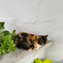 nutellanotgoya avatar